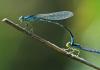 Coenagrion scitulum